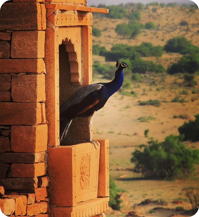 Sightseeing in Jaisalmer